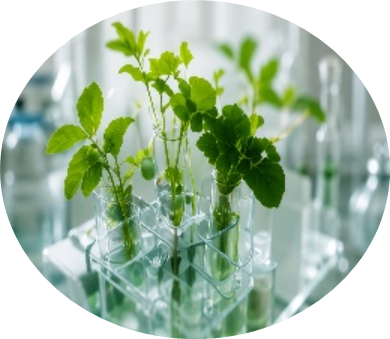 Nutraceuticals